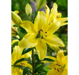 Lilium ´Yellow Power´ / Ľalia, bal. 2 ks, 14/16