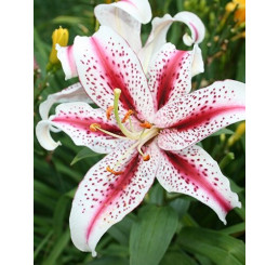 Lilium ´Dizzy´ / Ľalia, 14/16