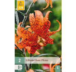 Lilium ´Flore Pleno´ / Ľalia oranžová, bal. 2 ks, 14/16