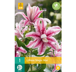 Lilium ´Magis star´ / Ľalia, 16/18