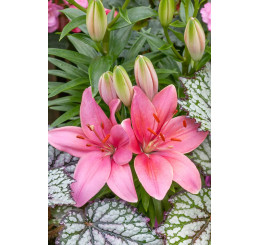 Lilium ´Pink County´ / Ľalia, bal. 2 ks, 14/16