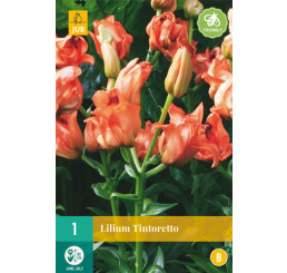 Lilium ´Tintoretto´ / Ľalia, 16/18