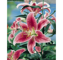 Lilium ´Stargazer´ / Ľalia, bal. 2 ks, 14/16