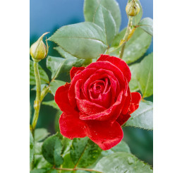 Rosa ´Mr. Lincoln´ / Ruža čajohybrid tmavočervená, krík, BK