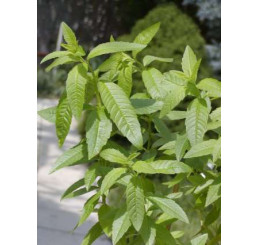 Lippia citriodora ´Freshman´ BIO / Citrónová lípia / Citrónový ker, K12