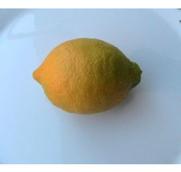 Citrus limon ´Lisbon´ / Citrónovník pravý štepený, 30 cm, C2