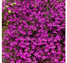 Lobelia ´Purple Star´ / Lobelka, bal. 6 ks, 6x K7