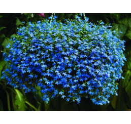 Lobelia ´Azur Angel´® / Lobelka previsnutá, bal. 3 ks, 3x K7