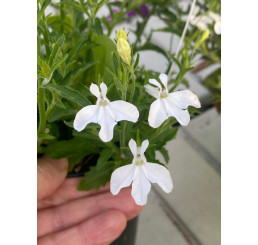 Lobelia ´Africo® White´ / Lobelka biela, K7