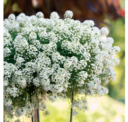 Lobularia ´Snow Princess´ / Lobularia, bal. 6 ks sadbovačov