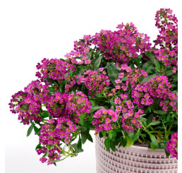 Lobularia® ´Lucia Purple´ / Lobularia, bal. 6 ks sadbovačov