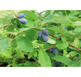 Lonicera caerulea ´Boreal Blizzard´ / Zemolez kamčatský, K12