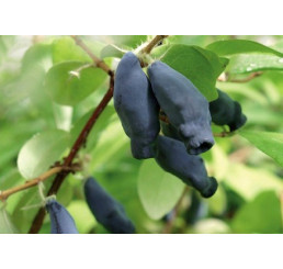 Lonicera caerulea ´Boreal Blizzard´ / Zemolez kamčatský, K12
