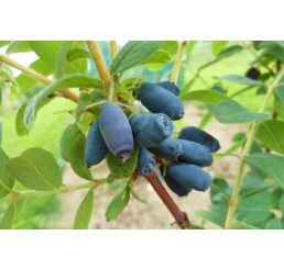 Lonicera caerulea ´Jugana´ / Zemolez kamčatský, 60/80, K12