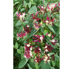 Lonicera periclymenum ´Chic et Choc´ / Zemolez ovíjavý, 15-25 cm, C2