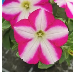 Petunia x atkinsiana Patia® Magenta Star´ / Petúnia, bal. 3 ks, 3x K7