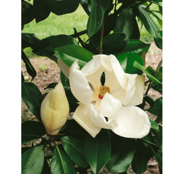 Magnolia denudata ´Double Diamond´ / Magnólia holá , 40-50 cm, C2