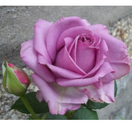 Rosa ´Mainzer Fastnacht´ / Ruža čajohybrid fialová, krík, BK