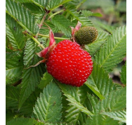 Rubus illecebrosus´ / Malinojahoda, 20-30 cm, K11