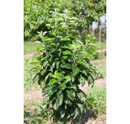 Malus Ballerina ´STARCATS´ / Stĺpovitá jabloň, 100-120 cm, C5
