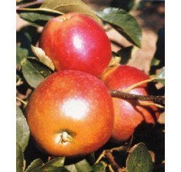 Malus domestica ´James Grieve Red´ / Jabloň neskorá letná, P14