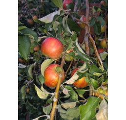 Malus domestica ´Karneval´ / Jabloň zimná, MM106
