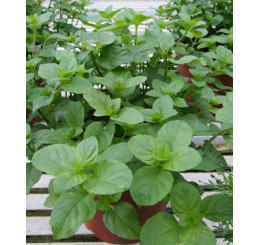 Mentha x piperita Mandarine BIO / Mandarínková mäta, K12