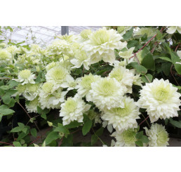 Clematis ´Manju®´/ Plamienok plnokvetý biely, mladá r., K9