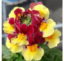 Nemesia x fruticans Mareto®Burgundy & Yellow / Nemesia, bal. 3 ks, 3x K7