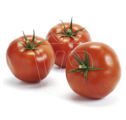 Rajčiny Imagine ® Maxi Red F1, prirodzene rezistentné, štepená rastlina, K12