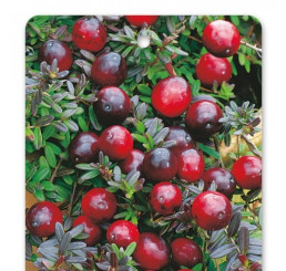 Vaccinium macrocarpon ´McFarlan´ / Kľukva, K10