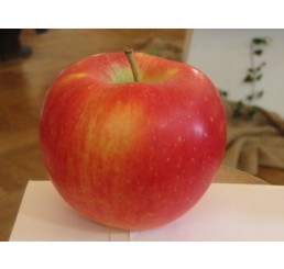 Malus domestica ´Melodie´ / Jabloň, M9, C3