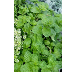Mentha suaveolens ´Pomo Petite´ / Mäta jablková, 15-20 cm, K7