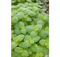 Mentha suaveolens ´Pomo´ / Mäta jablková, 15-20 cm, K7