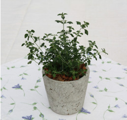 BIO Prostanthera rotundifolia / Mentolový ker, K12