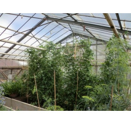 Melothria scabra BIO / Mexická uhorka, K12