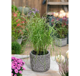 Miscanthus sinensis ´Little Zebra´ / Ozdobnica čínska, K9
