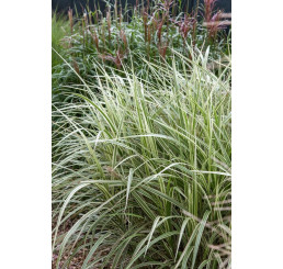 Miscanthus sinensis ´Cabaret´ / Ozdobnica čínska , C1