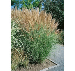 Miscanthus sinensis ´Goliath / Ozdobnica čínska , K9