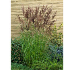 Miscanthus sinensis ´Nippon´ / Ozdobnica čínska , C2