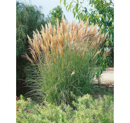 Miscanthus sinensis 'Silberspinne'/ Ozdobnica čínska , K11