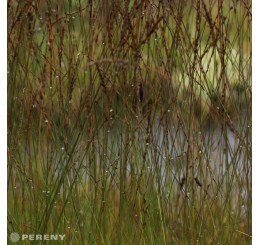 Molinia caerulea 'Edith Dudzusz'/ Bezkolenec, K9