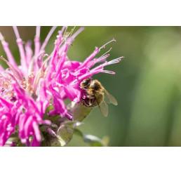 Monarda x didyma ´Melua Burgundy´/ Monarda, K9