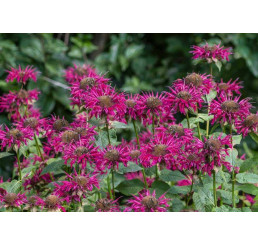 Monarda x didyma ´Melua Burgundy´/ Monarda, K9