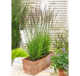 Molinia caerulea 'Moorflamme'/ Bezkolenec belasý, K9