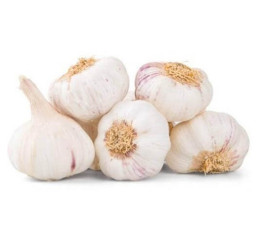 Allium sativum ´Morado´ / Sadbový cesnak jarný, bal. 3 hl., 125 g