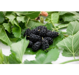 Morus alba ´MILANÓWEK / Moruša ČIERNA, 40-50 cm, C5