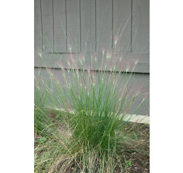 Muhlenbergia capillaris / Texaská tráva, muhlenbergia, K9