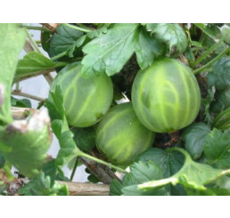 Ribes grossularia ´Mucurines®´ / Egreš zelený rezistentný, kmienok, K12