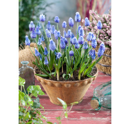 Muscari Azureum / Modrica, bal. 10 ks, 6/+
